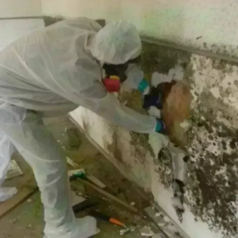 Mold Remediation and Removal in South Salt Lake, UT